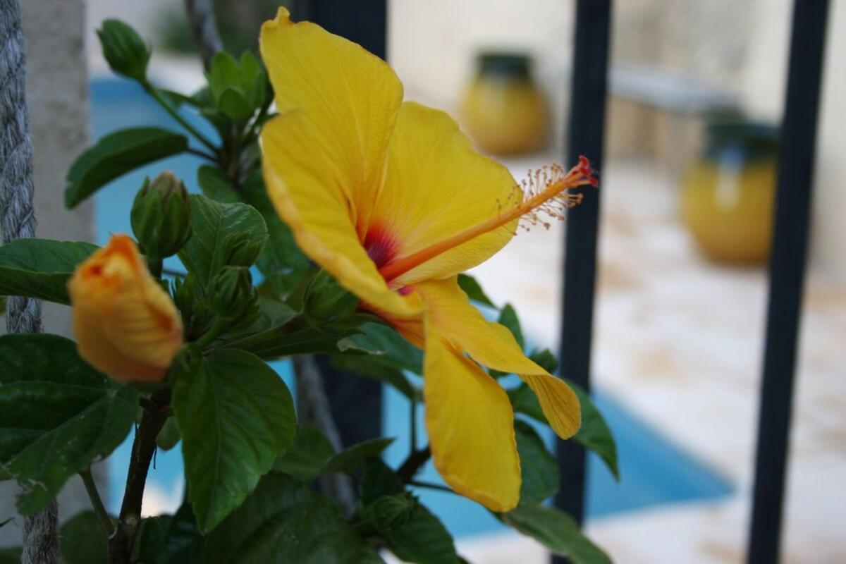 Maison Pelissier Bed And Breakfast With Sweeming Pool Cuxac-dʼAude Esterno foto